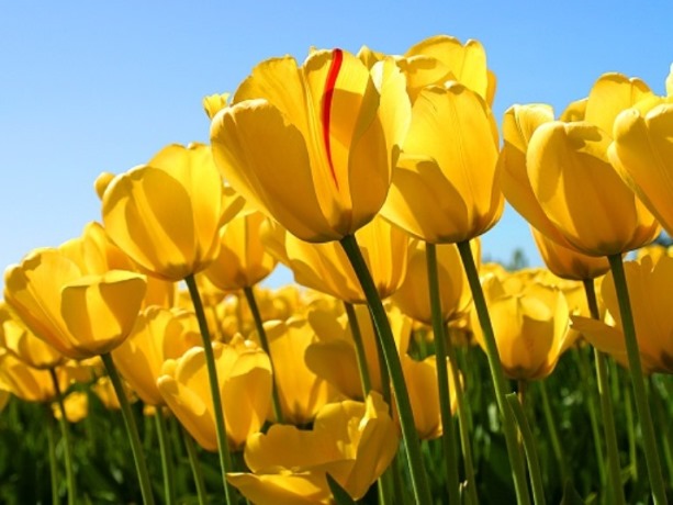 اخبار و اطلاعیه